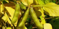 image: GM Crop Case Nears Supreme Court