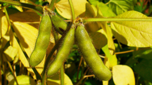 GM Crop Case Nears Supreme Court image: GM Crop Case Nears Supreme Court