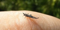 image: Insect Battles, Big and Small