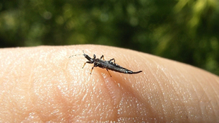 Insect Battles, Big and Small image: Insect Battles, Big and Small