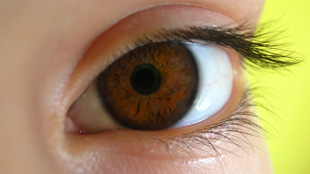Bionic Eye Sees the Light image: Bionic Eye Sees the Light