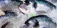 image: DNA to Nab Illegal Fishers