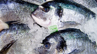 DNA to Nab Illegal Fishers image: DNA to Nab Illegal Fishers