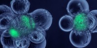 image: 2012 Bio-Art Winners
