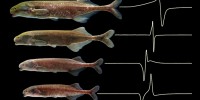 Closely related electric fish species from the Okano River of Gabon shown along with a recording of its electric organ discharge.Matthew E. Arnegard, Derrick J. Zwickl, Ying Lu, and Harold H. Zakon