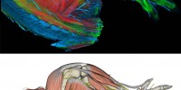 (Top) A limb from a transgenic, embryonic mouse, showing well established musculoskeletal and nervous systems. (Bottom) A model, derived from the upper panel image, showing muscles, tendons, bones, and nerves.A. Kelsey Lewis, Yong Wan, Mary Colasanto, Mark van Langeveld, Ronen Schweitzer, Charles D. Hansen, and Gabrielle Kardon