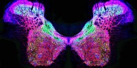 This butterfly shaped figure is an image of a rat spinal cord showing the distribution of three types of glutamate and nitric oxide synthesizing enzymes.Li-Hsien Lin, University of Iowa