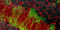 This image depicts stem cells (green) and neuronal nuclei (red) in the hippocampus, a brain structure crucial for cognitive function.Grigori Enikolopov and Ann-Shyn Chiang
