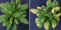 image: Seeds Inherit Memories of Enemies 