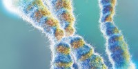 image: Telomeres in Disease