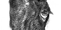 image: Boyle’s Monsters, 1665