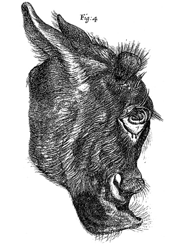 Boyle’s Monsters, 1665 image: Boyle’s Monsters, 1665