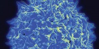 image: Tumor Turnabout