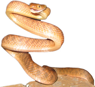 FOREIGN INVADER: A brown tree snake, Boiga irregularis