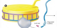 image: The Sugar Lnc