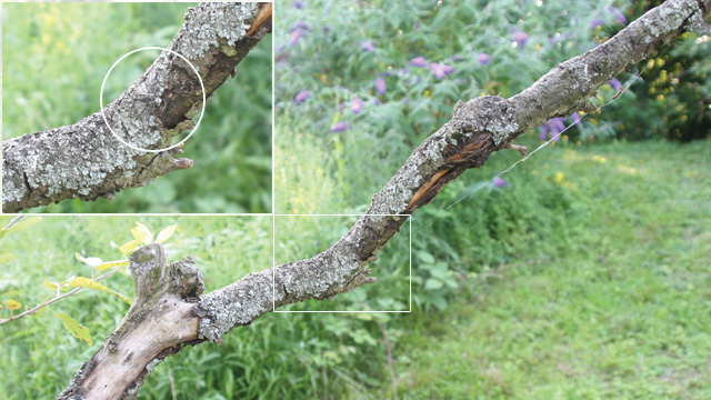 SALT AND PEPPER: Camouflage is the key to peppered moth predator avoidance.