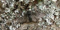 image: Mighty Moth Man