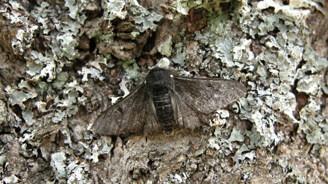 Mighty Moth Man image: Mighty Moth Man