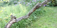 There is a typica peppered moth resting somewhere on this lichen filled tree branch.Michael Majerus