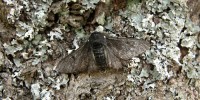 The dark colored carbonaria morph is at a disadvantage in lichen filled woodlands, where they can be easily picked out and eaten by birds.Michael Majerus