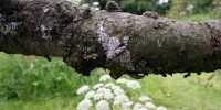 Likewise, light colored morphs easily stand out against dark colored tree barks, such as those found in soot-covered woodlands of post-Industrial Revolution Europe.Michael Majerus