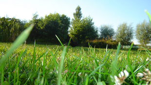 Rural Teens Have Fewer Allergies image: Rural Teens Have Fewer Allergies