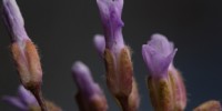 image: Flowers Count Pollen