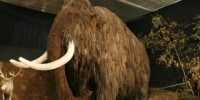 image: Dwarf Mammoth Once Roamed Crete