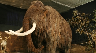 Dwarf Mammoth Once Roamed Crete image: Dwarf Mammoth Once Roamed Crete