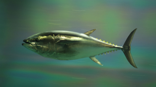 Fish Transport Fukushima Radiation image: Fish Transport Fukushima Radiation