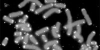 image: Six Threats to Chromosomes 