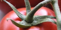 image: Defining a Tasty Tomato