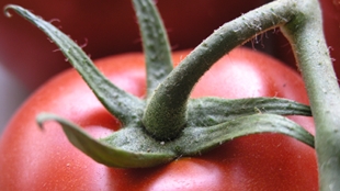 Defining a Tasty Tomato image: Defining a Tasty Tomato