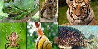 image: Opinion: Saving Species through Economics 