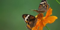 image: Wet Weather Stymies Insects