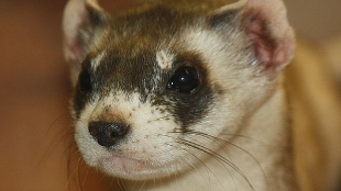 Bird Flu Transmission in Mammals image: Bird Flu Transmission in Mammals