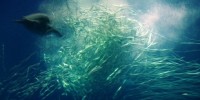 image: Can Fish Eco-Labeling be Trusted?