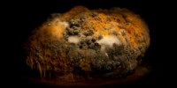image: Food's Afterlife