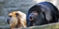 image: Climate Change Threatens Mammals