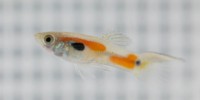 image: How Prawns Lure Prey
