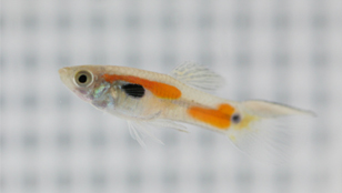 How Prawns Lure Prey image: How Prawns Lure Prey