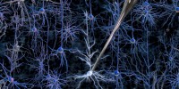 Next Generation: The Brain Bot image: Next Generation: The Brain Bot