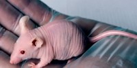 image: Nervous Mice Get Worse Cancer