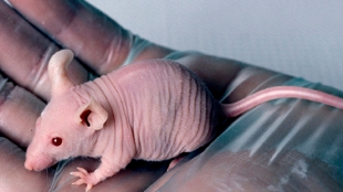 Nervous Mice Get Worse Cancer image: Nervous Mice Get Worse Cancer