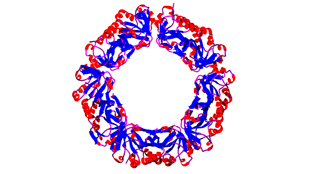 A bacterial peroxiredoxin protein