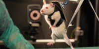 image: Active Brains Help Heal Paralysis