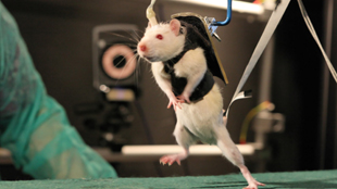 Active Brains Help Heal Paralysis image: Active Brains Help Heal Paralysis