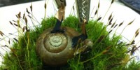 image: Electrified Snail