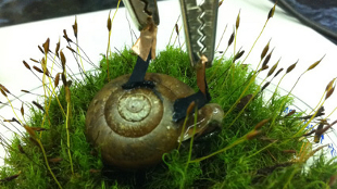 Electrified Snail image: Electrified Snail
