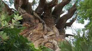 A New Branch of Life? image: A New Branch of Life?